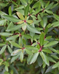 Drimys Lanceolata