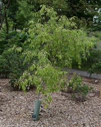 EuonymusMaackii