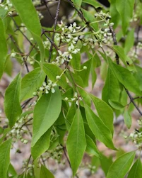 EuonymusMaackii