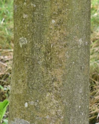 Fagus sylvatica lacineata