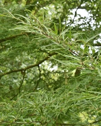 Cut leaf beech