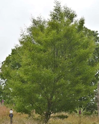 Fagus sylvatica ansorgei