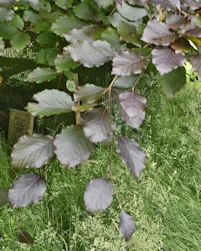 Copper beech