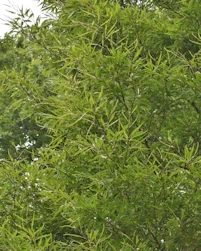 Fagus sylvatica ansorgei