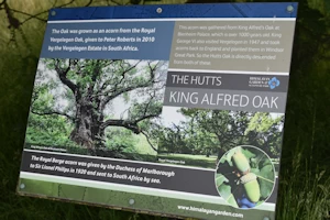 King Alfred's Oak