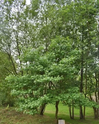 Liquidambar styraciflua thea