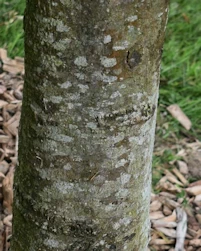 Liquidambar styraciflua thea