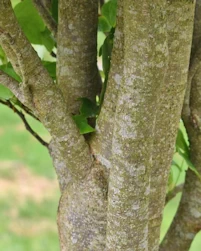 Liriodendron tulipifera