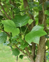Liriodendron tulipifera