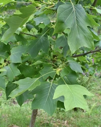 Liriodendron tulipifera
