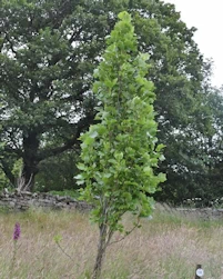 Liriodendron tulipifera fastigiata
