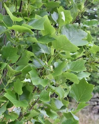 Upright tulip tree