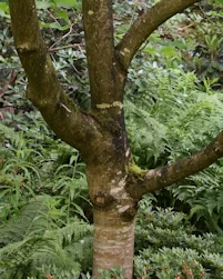 Magnolia