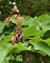 Magnolia