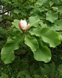 Magnolia