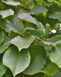 Magnolia