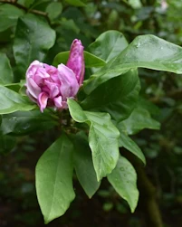 Magnolia pinkie
