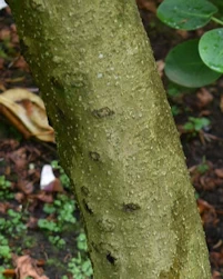 Magnolia pinkie