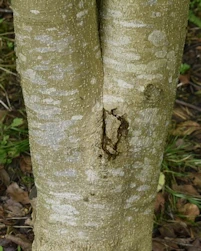 Magnolia shirazz
