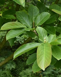 Magnolia shirazz