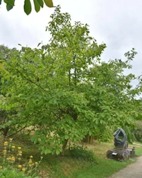 Magnolia Todd Gresham