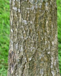Nyssa sylvatica
