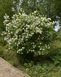 Philadelphus