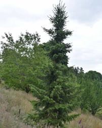 Picea omorika