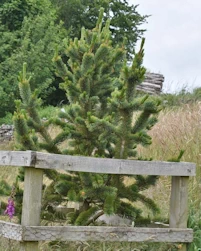 Pinus aristata 