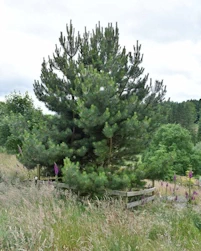 Pinus nigra 