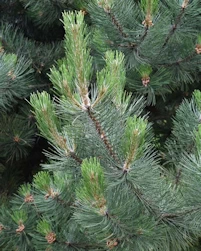 Pinus nigra 
