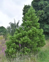 Pinus strobus torulosa 
