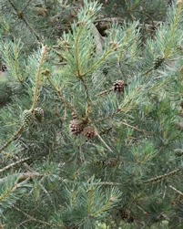 Scots pine 