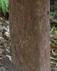 Podocarpus salignus