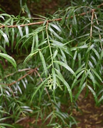 Podocarpus salignus