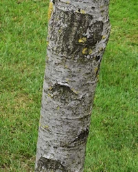 Populus tremula