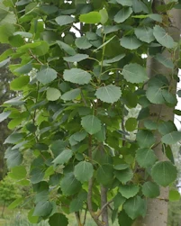 Populus tremula