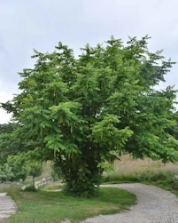 Pterocarya fraxinifolia