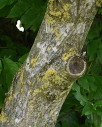 Pterocarya fraxinifolia