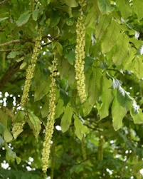 Pterocarya fraxinifolia