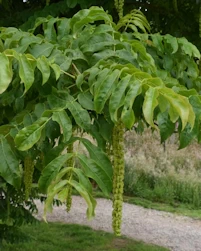 Pterocarya fraxinifolia