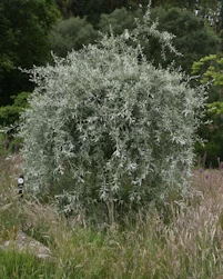 Pyrus salicifolia pendula