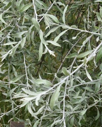 Pyrus salicifolia