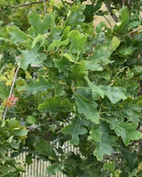 Quercus x bimondorum Crimson Spire