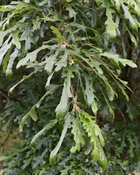 Quercus castaneifolia