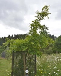 Quercus ithaburensis macrolepsis Hemelrijk Silver