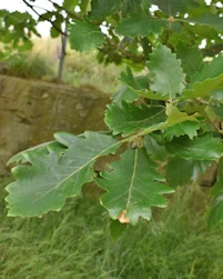 Quercus