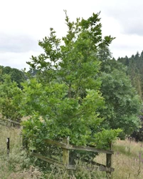 Quercus Montana laciniata