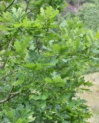 Quercus Montana laciniata