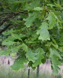 Quercus palustris